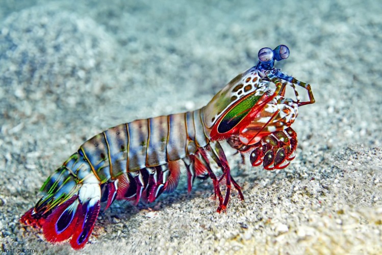 image tagged in peacock mantis shrimp | made w/ Imgflip meme maker