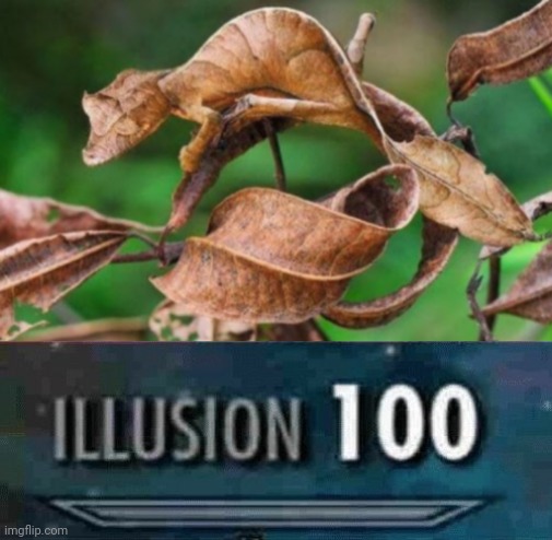 Disguised chameleon | image tagged in illusion 100,disguise,funny,memes,funny memes,chameleon | made w/ Imgflip meme maker