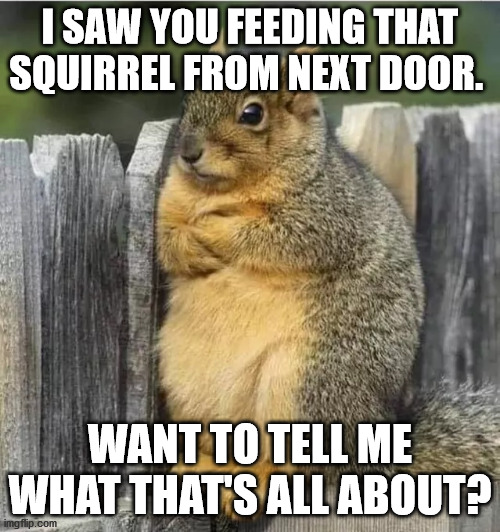 I SAW YOU FEEDING THAT SQUIRREL FROM NEXT DOOR. WANT TO TELL ME WHAT THAT'S ALL ABOUT? | image tagged in funny animals | made w/ Imgflip meme maker