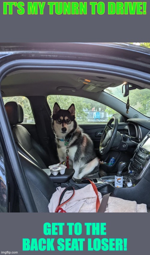 The mod approving this will have a good day | IT'S MY TUNRN TO DRIVE! GET TO THE BACK SEAT LOSER! | image tagged in dog | made w/ Imgflip meme maker