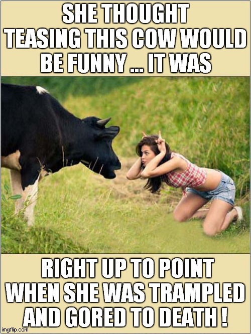 She Was Asking For It ! | SHE THOUGHT TEASING THIS COW WOULD BE FUNNY ... IT WAS; RIGHT UP TO POINT WHEN SHE WAS TRAMPLED AND GORED TO DEATH ! | image tagged in cows,horns,teasing,asking for it,dark humour | made w/ Imgflip meme maker