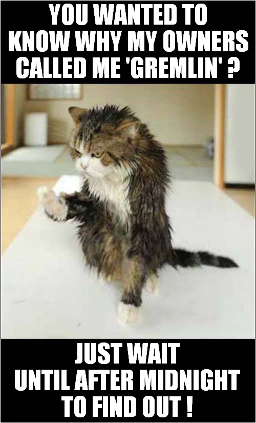 Shouldn't Have Got Him Wet ! | YOU WANTED TO KNOW WHY MY OWNERS CALLED ME 'GREMLIN' ? JUST WAIT UNTIL AFTER MIDNIGHT TO FIND OUT ! | image tagged in cats,gremlin,angry wet cat | made w/ Imgflip meme maker