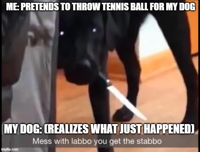Fake Throw | ME: PRETENDS TO THROW TENNIS BALL FOR MY DOG; MY DOG: (REALIZES WHAT JUST HAPPENED) | image tagged in mess with labbo you get stabbo,my dog | made w/ Imgflip meme maker