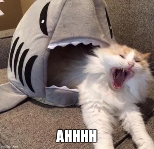 shark eating cat | AHHHH | image tagged in shark eating cat | made w/ Imgflip meme maker