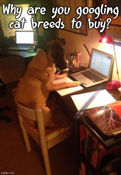 Why are you googling cat breeds to buy? | made w/ Imgflip meme maker