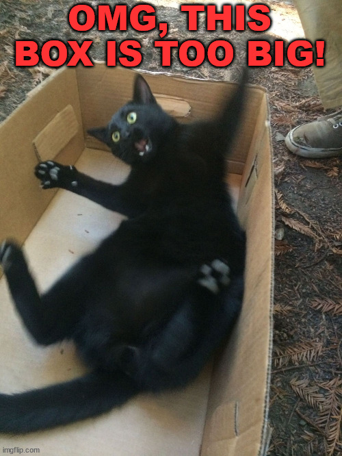 OMG, THIS BOX IS TOO BIG! | image tagged in cats | made w/ Imgflip meme maker