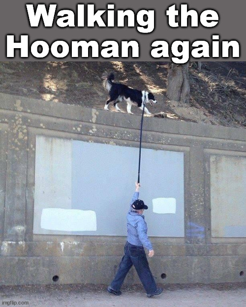 Walking the Hooman again | image tagged in dogs | made w/ Imgflip meme maker