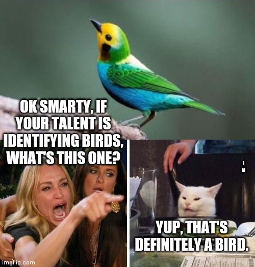 OK SMARTY, IF YOUR TALENT IS IDENTIFYING BIRDS, WHAT'S THIS ONE? J M; YUP, THAT'S DEFINITELY A BIRD. | image tagged in smudge the cat | made w/ Imgflip meme maker