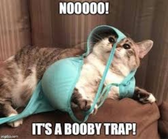*insert laughing serious meme* | image tagged in trap,cat | made w/ Imgflip meme maker