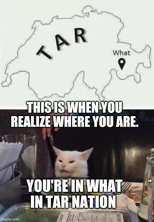 THIS IS WHEN YOU REALIZE WHERE YOU ARE. YOU'RE IN WHAT IN TAR NATION; J M | image tagged in salad cat | made w/ Imgflip meme maker