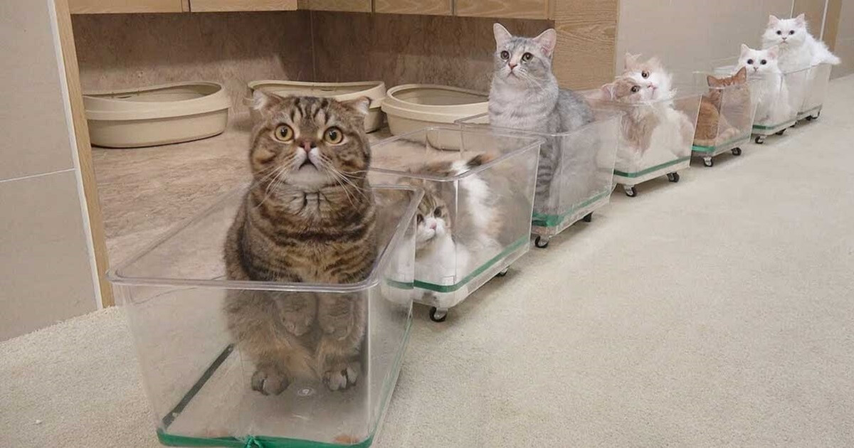 High Quality train of cats Blank Meme Template