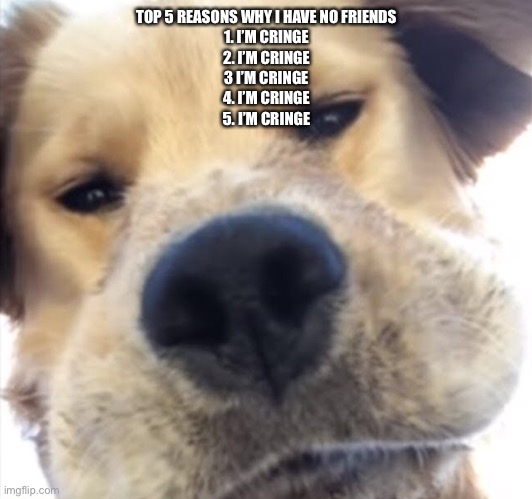 Doggo bruh | TOP 5 REASONS WHY I HAVE NO FRIENDS
1. I’M CRINGE
2. I’M CRINGE
3 I’M CRINGE
4. I’M CRINGE
5. I’M CRINGE | image tagged in doggo bruh | made w/ Imgflip meme maker