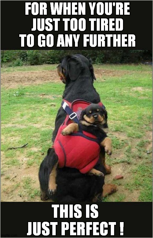 Puppy's Plea ...  'Carry Me !' | FOR WHEN YOU'RE JUST TOO TIRED TO GO ANY FURTHER; THIS IS JUST PERFECT ! | image tagged in fun,dogs,puppy,carry me | made w/ Imgflip meme maker