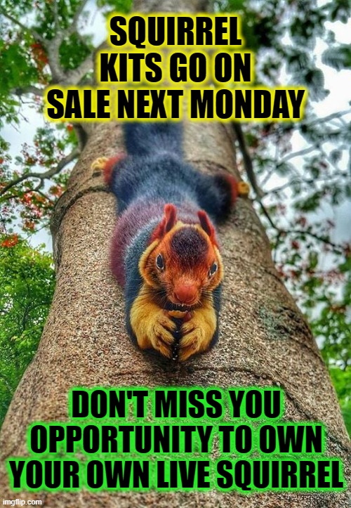 squirrel kit | SQUIRREL KITS GO ON SALE NEXT MONDAY; DON'T MISS YOU OPPORTUNITY TO OWN YOUR OWN LIVE SQUIRREL | image tagged in squirrel | made w/ Imgflip meme maker