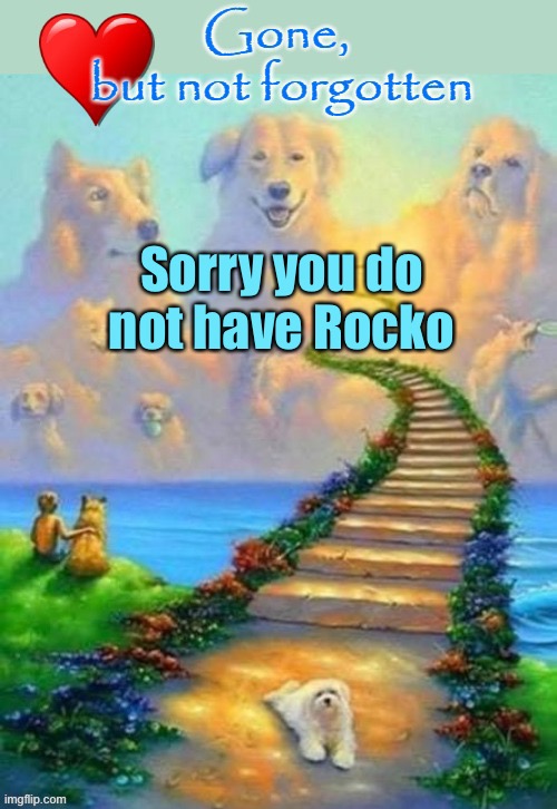 Sorry you do not have Rocko | made w/ Imgflip meme maker