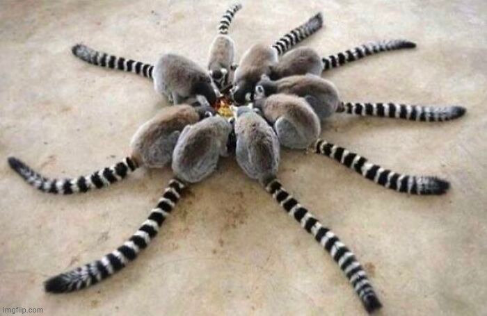 EEK ! A Spider ! | image tagged in illuminati confirmed,what the hell happened here,in living color,cats and dogs living together | made w/ Imgflip meme maker