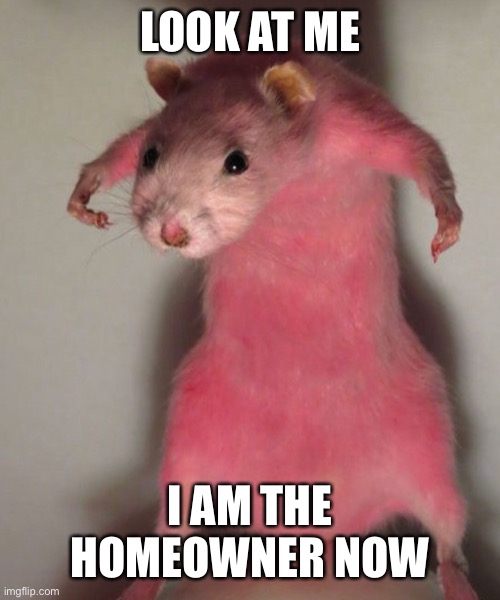 Rat | LOOK AT ME; I AM THE HOMEOWNER NOW | image tagged in rat | made w/ Imgflip meme maker