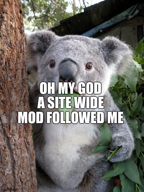 Surprised Koala | A SITE WIDE MOD FOLLOWED ME; OH MY GOD | image tagged in memes,surprised koala | made w/ Imgflip meme maker