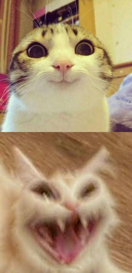 High Quality cats go brrr Blank Meme Template