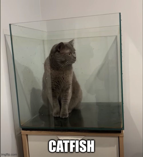 Tank needs some decorations..... | CATFISH | image tagged in cats | made w/ Imgflip meme maker
