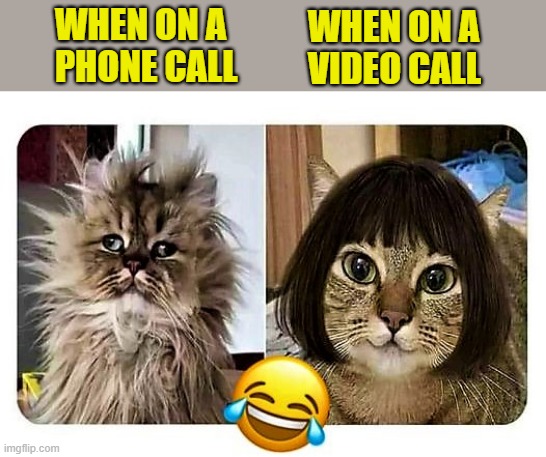 cat on phone call vs video call |  WHEN ON A 
VIDEO CALL; WHEN ON A 
PHONE CALL | image tagged in funny animal meme,funny cat memes,phone call,facetime,video call,zoom call | made w/ Imgflip meme maker