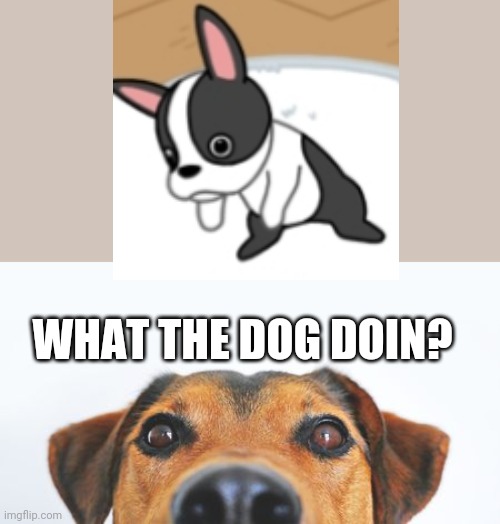 What the dog doin? | WHAT THE DOG DOIN? | image tagged in what the dog doin,dog | made w/ Imgflip meme maker