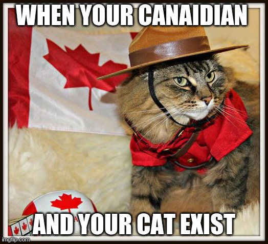 Canada Cat | WHEN YOUR CANAIDIAN; AND YOUR CAT EXIST | image tagged in canada cat | made w/ Imgflip meme maker