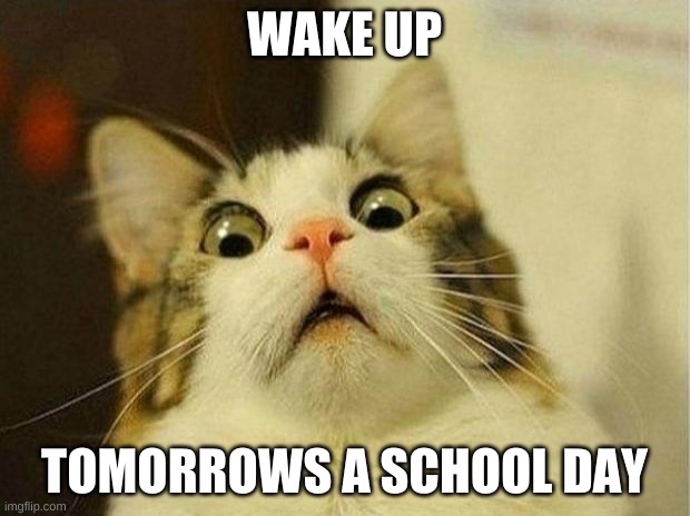 Shiz |  WAKE UP; TOMORROWS A SCHOOL DAY | image tagged in memes,scared cat,shiz,stuff,bored,school | made w/ Imgflip meme maker