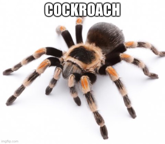 COCKROACH | made w/ Imgflip meme maker