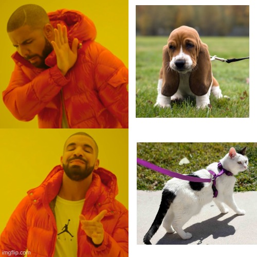 Cats on leashes.... rare. | image tagged in memes,drake hotline bling,cats,dogs,oh wow are you actually reading these tags | made w/ Imgflip meme maker