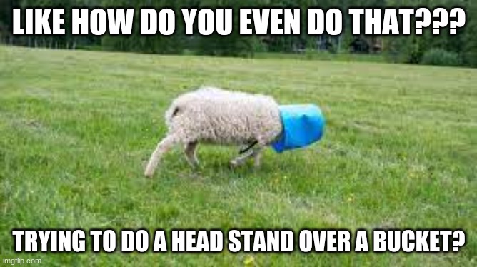 this sheep is dumb af | LIKE HOW DO YOU EVEN DO THAT??? TRYING TO DO A HEAD STAND OVER A BUCKET? | image tagged in dumb | made w/ Imgflip meme maker