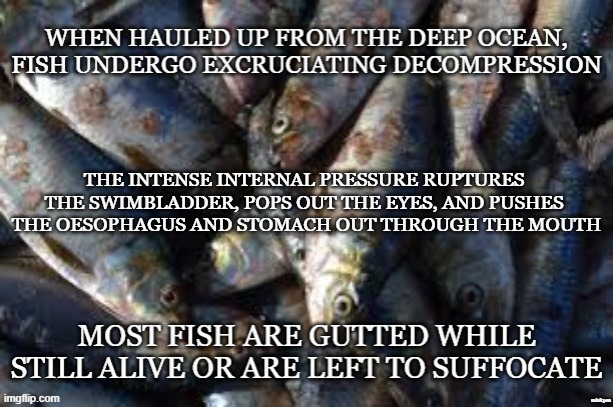 Fishing | THE INTENSE INTERNAL PRESSURE RUPTURES 
THE SWIMBLADDER, POPS OUT THE EYES, AND PUSHES 
THE OESOPHAGUS AND STOMACH OUT THROUGH THE MOUTH; minkpen | image tagged in vegan,fish,fishing,cod,ocean,environment | made w/ Imgflip meme maker