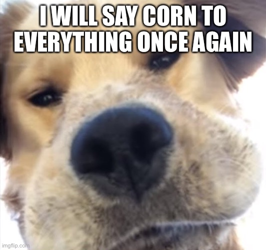 Doggo bruh | I WILL SAY CORN TO EVERYTHING ONCE AGAIN | image tagged in doggo bruh | made w/ Imgflip meme maker
