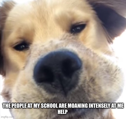 Doggo bruh | THE PEOPLE AT MY SCHOOL ARE MOANING INTENSELY AT ME
HELP | image tagged in doggo bruh | made w/ Imgflip meme maker