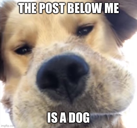 Doggo bruh | THE POST BELOW ME; IS A DOG | image tagged in doggo bruh | made w/ Imgflip meme maker