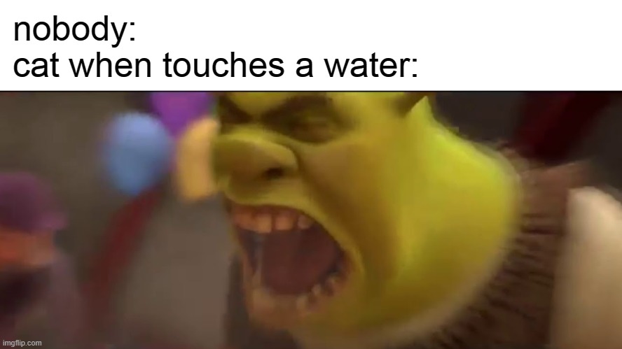 shrek screaming | nobody:
cat when touches a water: | image tagged in shrek screaming,cats | made w/ Imgflip meme maker