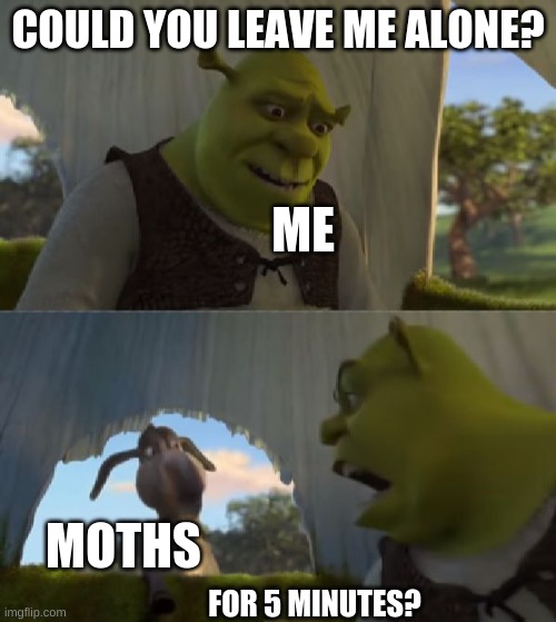 I hate moths | COULD YOU LEAVE ME ALONE? ME; MOTHS; FOR 5 MINUTES? | image tagged in could you not ___ for 5 minutes | made w/ Imgflip meme maker