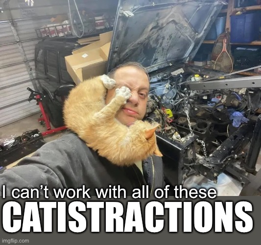 And I Try and I Try | I can’t work with all of these; CATISTRACTIONS | image tagged in funny memes,funny cat memes | made w/ Imgflip meme maker