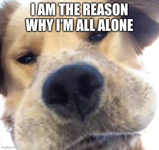 Doggo bruh | I AM THE REASON WHY I’M ALL ALONE | image tagged in doggo bruh | made w/ Imgflip meme maker