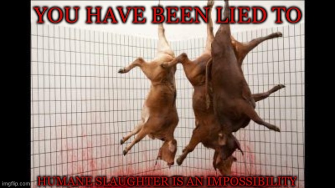 Humane Slaughter is a Lie | YOU HAVE BEEN LIED TO; HUMANE SLAUGHTER IS AN IMPOSSIBILITY | image tagged in vegan,farming,slaughter,steak,hamburger,dairy | made w/ Imgflip meme maker