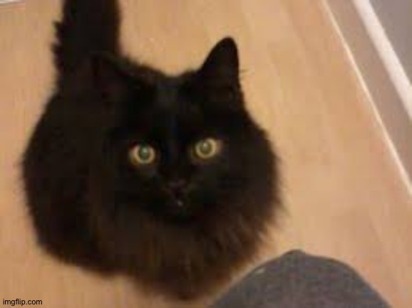 Chonk | made w/ Imgflip meme maker