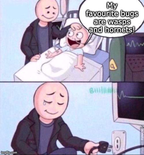 Life support | My favourite bugs are wasps and hornets! | image tagged in life support | made w/ Imgflip meme maker