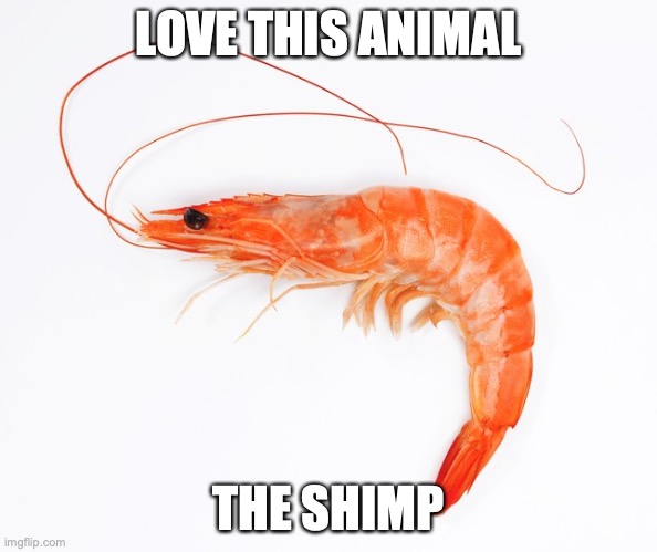 shimp :) | LOVE THIS ANIMAL; THE SHIMP | image tagged in shimp | made w/ Imgflip meme maker