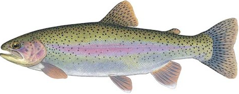 High Quality trout Blank Meme Template