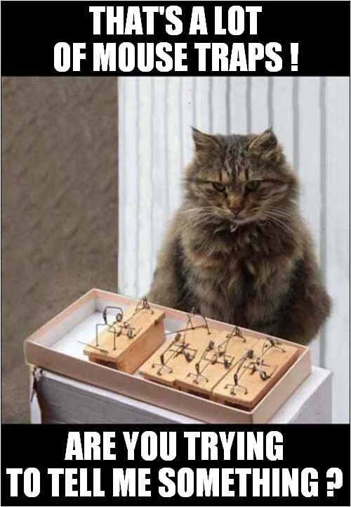 Cats Competence Questioned ? | THAT'S A LOT OF MOUSE TRAPS ! ARE YOU TRYING TO TELL ME SOMETHING ? | image tagged in cats,mouse trap,incompetence | made w/ Imgflip meme maker