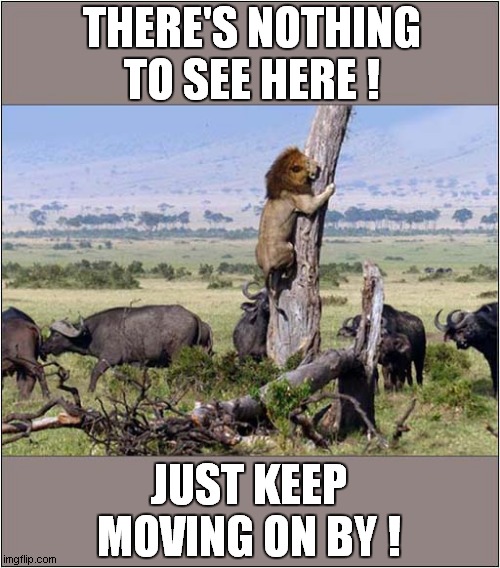 Lion Wisely Climbs Up Tree ! | THERE'S NOTHING TO SEE HERE ! JUST KEEP MOVING ON BY ! | image tagged in cats,lion,buffalo | made w/ Imgflip meme maker