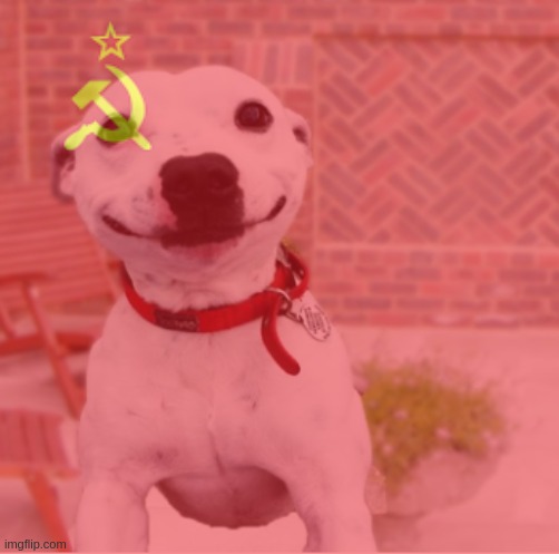O U R  H O U S E | image tagged in act natural dog | made w/ Imgflip meme maker
