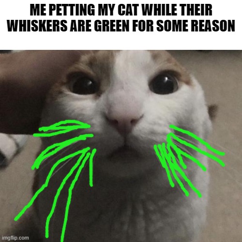 idk why | ME PETTING MY CAT WHILE THEIR WHISKERS ARE GREEN FOR SOME REASON | image tagged in me petting my cat,cat,green | made w/ Imgflip meme maker