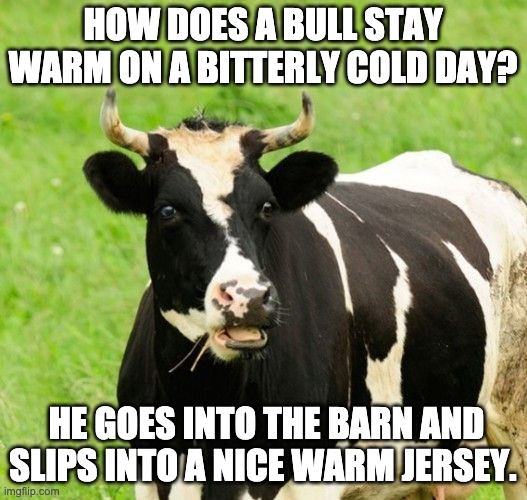 Jersey | HOW DOES A BULL STAY WARM ON A BITTERLY COLD DAY? HE GOES INTO THE BARN AND SLIPS INTO A NICE WARM JERSEY. | image tagged in cows | made w/ Imgflip meme maker
