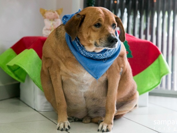 fat dog | image tagged in fat dog | made w/ Imgflip meme maker